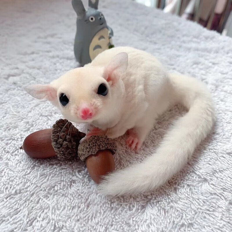 double yellow蜜袋鼯活物幼崽 蜜袋鼬活体会飞的蜜袋鼠宝宝密袋鼠小蜜