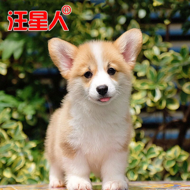 【汪星人】 柯基幼犬活体宠物 纯种威尔士柯基犬小短腿宠物狗 公母 ss
