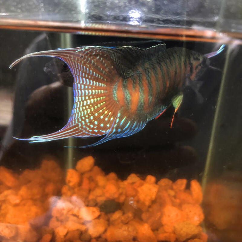 活鱼冷水普叉不打氧菩萨花手巾热带鱼巨普 巨普繁殖公10-11母抱卵6-7