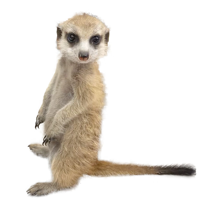 狐獴活体狐獴宠物活体丁满幼崽网红可爱懒人呆萌宠物稀罕小型好养