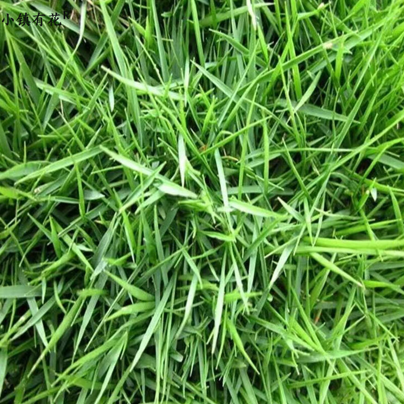 有花狗牙根净种子25公斤草坪种子耐高温耐践踏固土护坡足球场绿化草籽