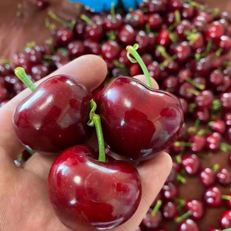 桃李村烟台新鲜大樱桃车里子新鲜车厘子水果当季孕妇水果超大果整箱