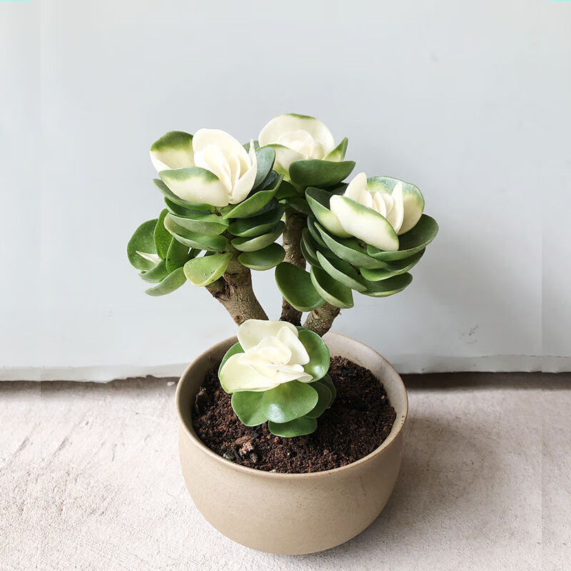 金钱木老桩带锦多肉植物发财树树超大多肉盆栽室内绿植 带锦 两年金钱木 素烧盆 小飞鱼园艺专营店