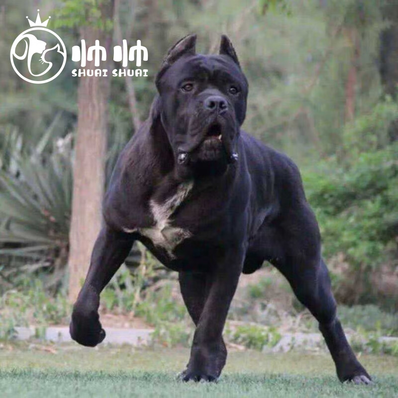 帅帅名宠北京犬舍纯种卡斯罗犬幼犬  卡斯罗活体大型护卫犬 斯罗幼犬