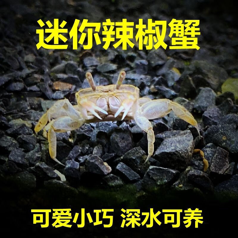 观赏蟹活体水族淡水宠物鱼缸小螃蟹迷你辣椒蟹红螯相手 迷你辣椒蟹2只