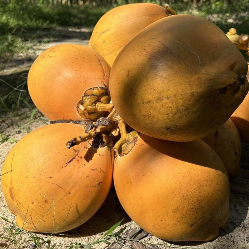 京生鲜海南万宁带皮黄金椰子现采现发天然水果孕妇补羊水小孩饮料