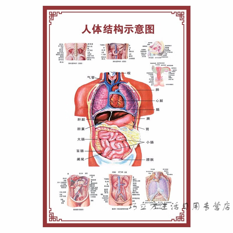 人体内脏解剖系统示意图医院海报 胃部结构示意图 【30寸:50x75cm】