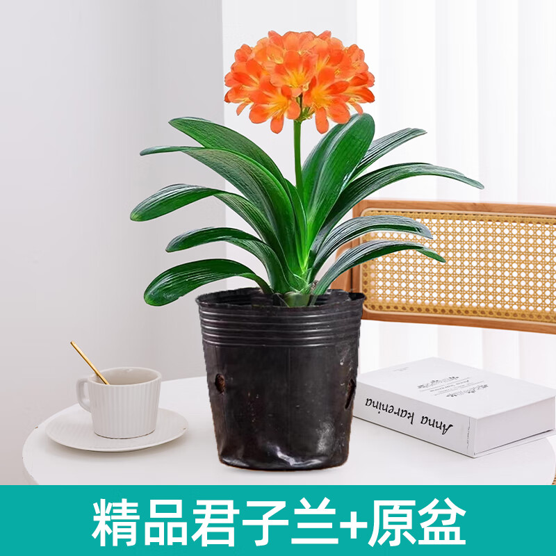 带花苞阳台室内四季开花苗名贵高端好养 精品君子兰原土盆(原土发货