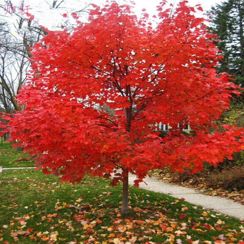 帅轩 日本红枫大苗 美国红枫树苗 红枫大小苗 彩色大乔木枫叶行道树