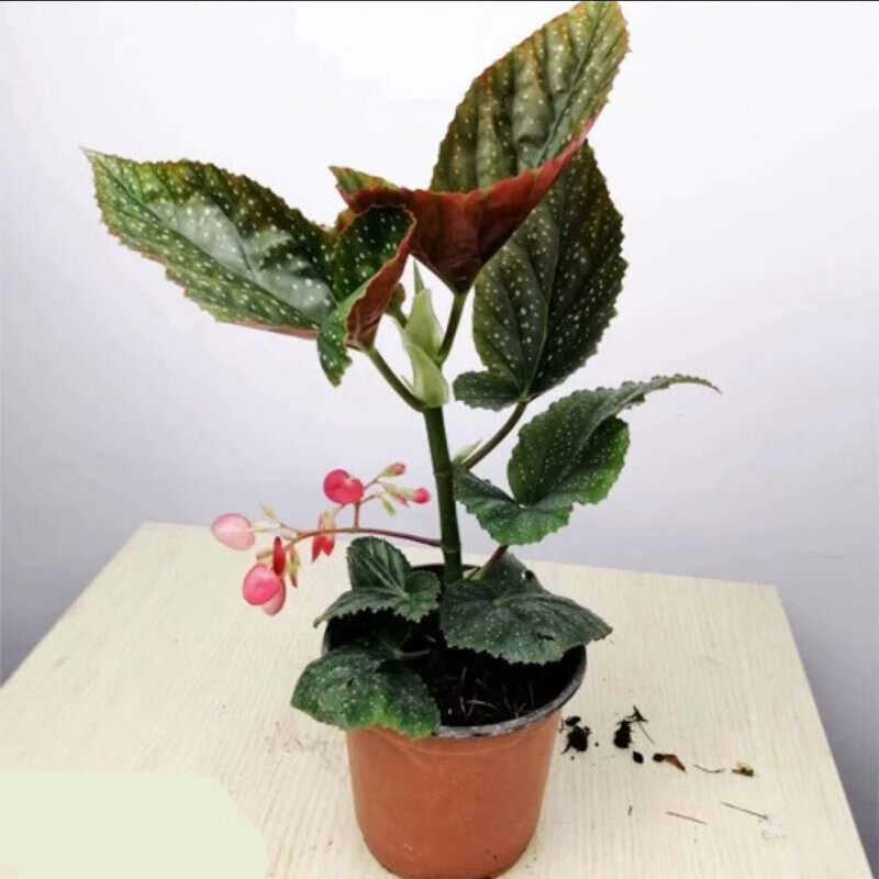 中梦 竹节海棠花卉盆栽大叶斑点四季阳台观叶秋海棠木本绿植物 一年苗