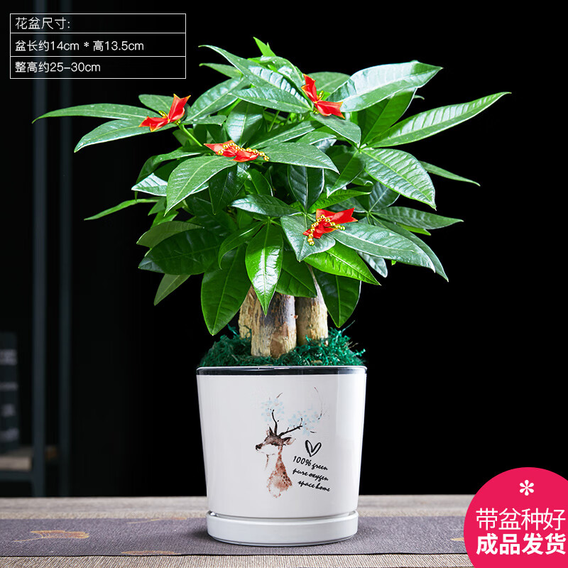 幼薇发财树盆栽招财树客厅好养易活室内绿植物办公室内桌面小盆景 发财树单棵+绿旭日东升盆+圆底盘 带盆栽好