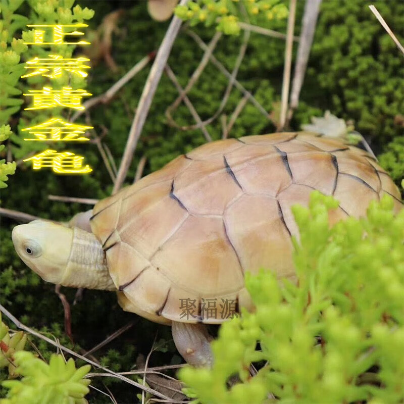 正宗黄金龟 招镇 财宅 风长 水寿黄侯龟越南种活体 金头龟黄头龟石