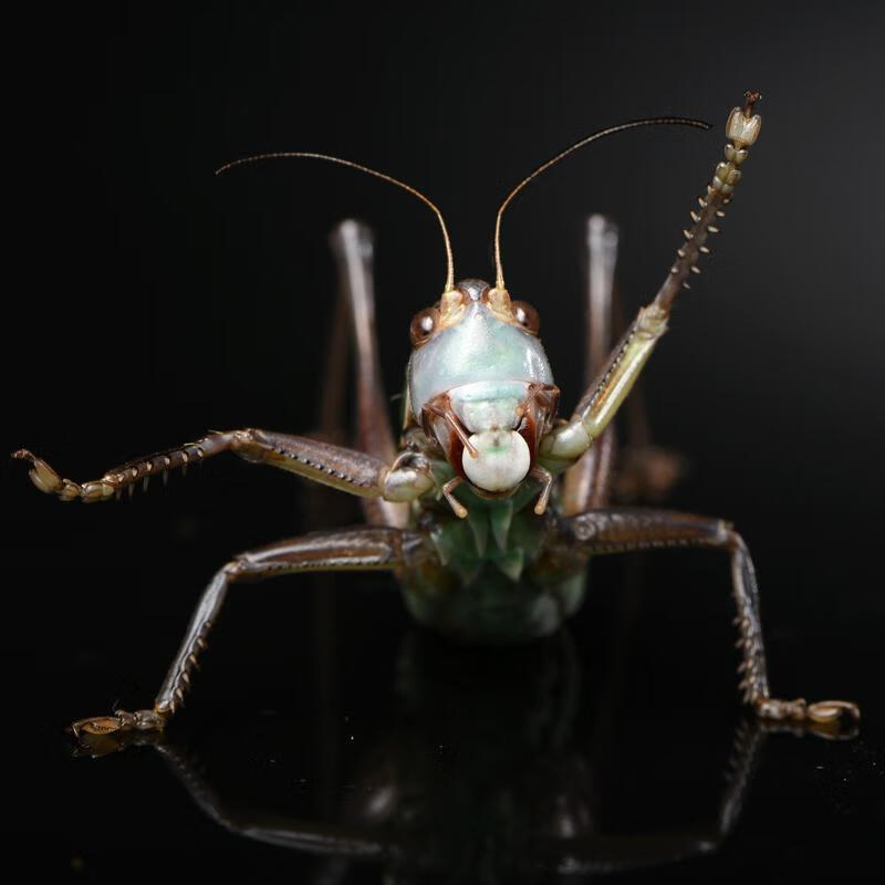 泽驭名宠(zeyu mingchong)蝈蝈活 铁蝈蝈鸣虫蝈蝈活体超大幼虫憨叫大