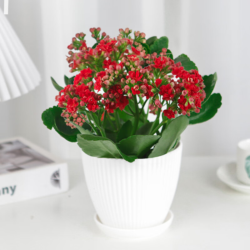沃绣 重单瓣长寿花盆栽花苗带花苞大花绿色植物室内