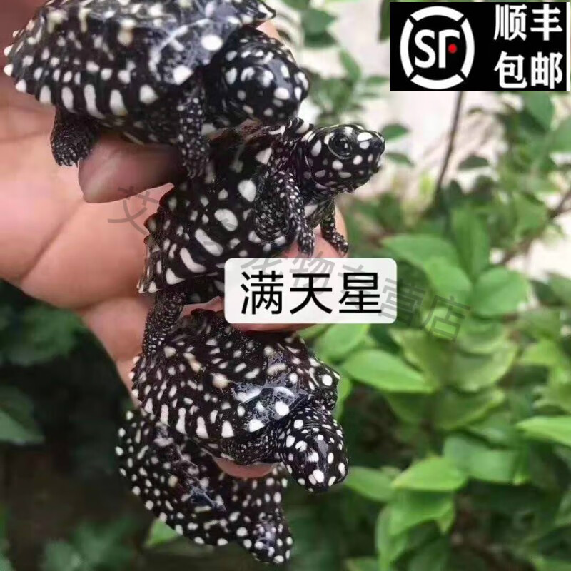 宝诺滋深水龟宠物龟观赏龟斑点龟斑点池龟满天星 满天星5-6厘米(带证