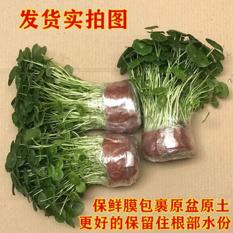 铜钱草水培植物办公室桌面盆栽金钱草花卉室内水养绿植家营养液 铜钱