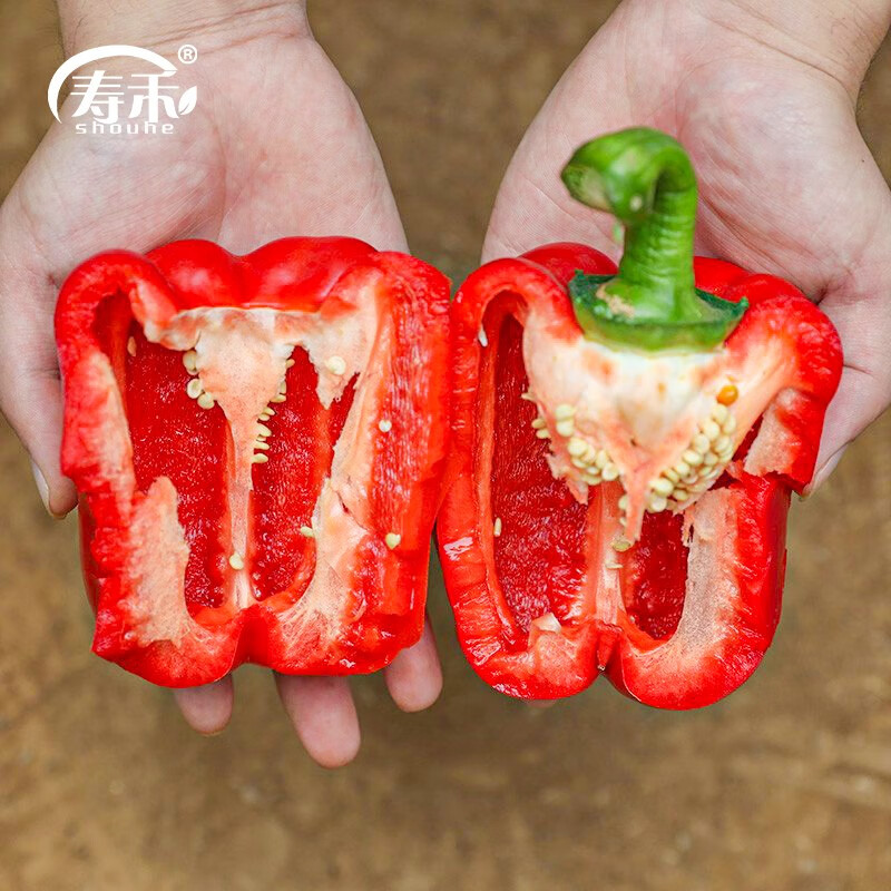 蔬菜春季播种辣椒四季阳台彩椒种籽 寿禾红甜椒种子20粒原装(赛尔娜)