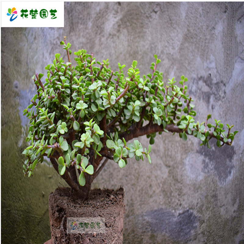 绿植花卉老桩雅乐之舞 金枝玉叶 美观 多肉植物室内盆栽净化空气好养造型稀有品种 雅乐之舞+懒人大圆 含盆