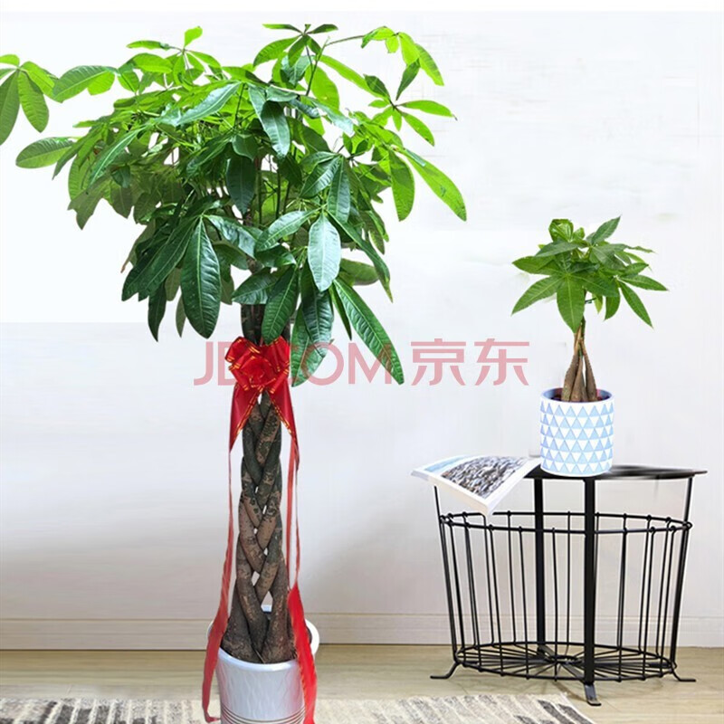 嫣蓝 品牌报价图片优惠券 嫣蓝品牌优惠商品大全推荐降序 虎窝购 嫣蓝 品牌报价图片优惠券 嫣蓝品牌优惠商品大全推荐降序 虎窝购