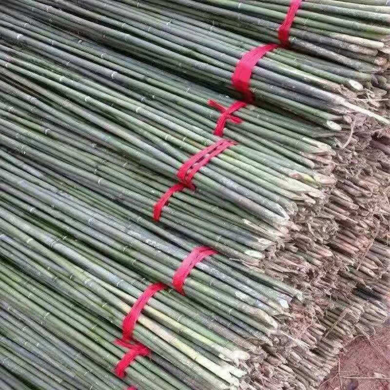 架细竹条豆角黄瓜西红柿瓜果蔬菜爬藤架彩旗竿 3o根/捆【绑绳 手套】