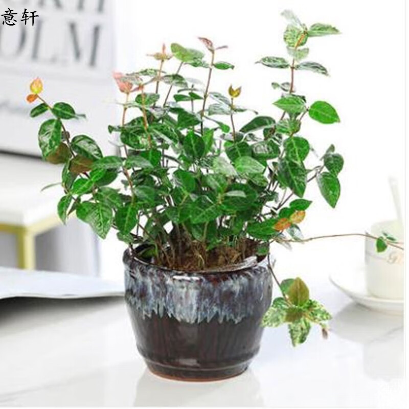 花叶络石植物盆栽五彩黄金叶盆栽藤花垂吊大绿萝花卉四季好养喜阳 花