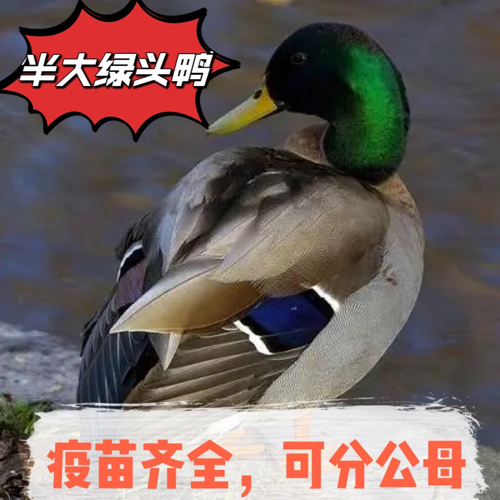 半大纯种苗青头鸭活苗正宗野水鸭本地土鸭 6只起发