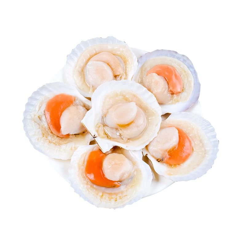 �����ʶ����Ϻ���ȱ�540g 6ֻ ��ɳ�ȱ����ʻ���տ�ʳ��