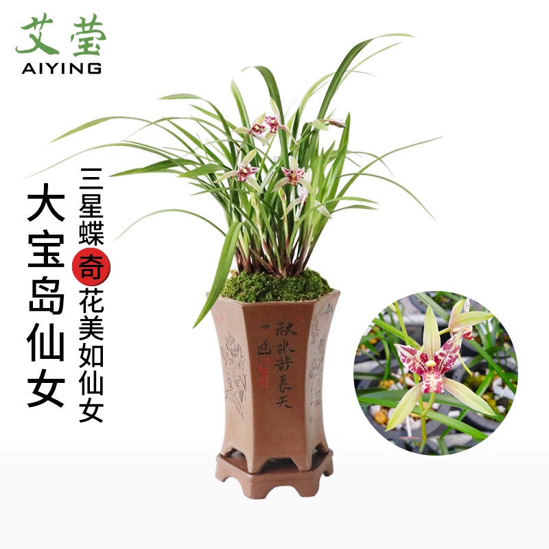 艾莹建兰四季兰花苗 奇花大宝岛仙女 现带花苞出售室内花卉绿植盆栽草