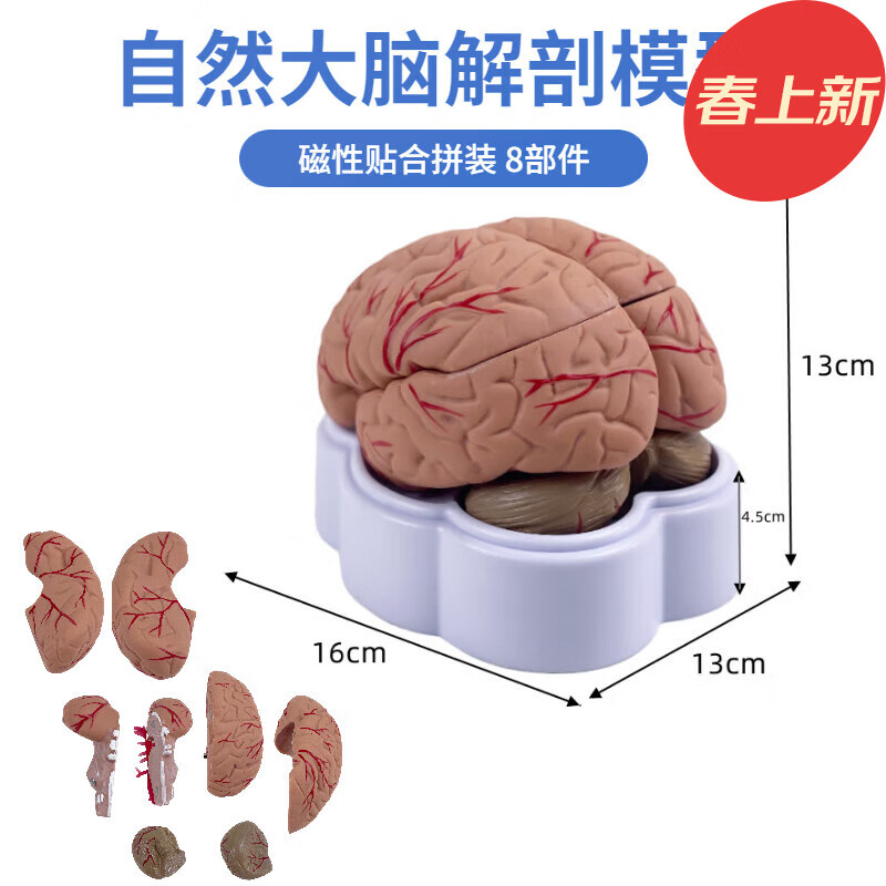 自然大人体脑解剖模型脑部演示教学仪器脑神经脑干大脑拼装模型自