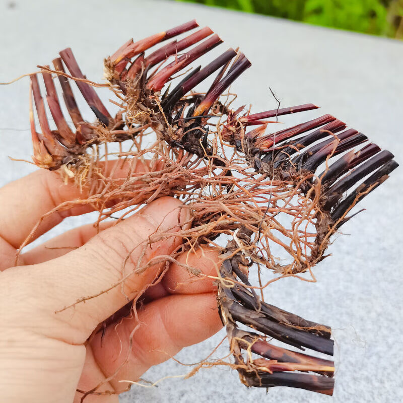 伟博止鼻血利尿席草根席草头草席根民间中草药新鲜晒干织席草根蔺草头