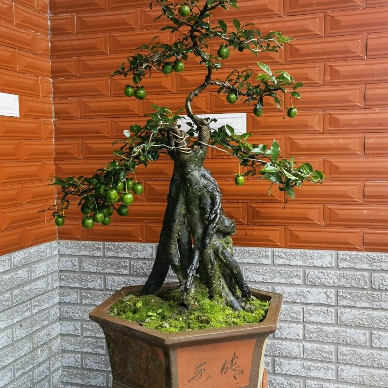 王子石盆景园金弹子盆景绿植金弹子挂果老桩阳台盆栽 血钻逸源红 精品