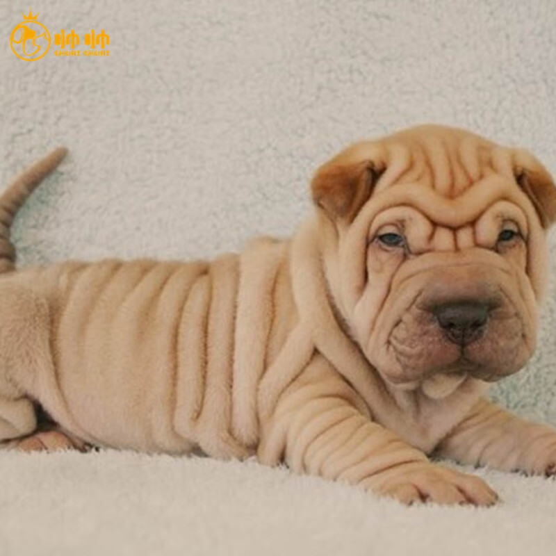 帅帅名宠【终身饲养指导】纯种沙皮狗活体幼崽   不掉毛个性宠物狗