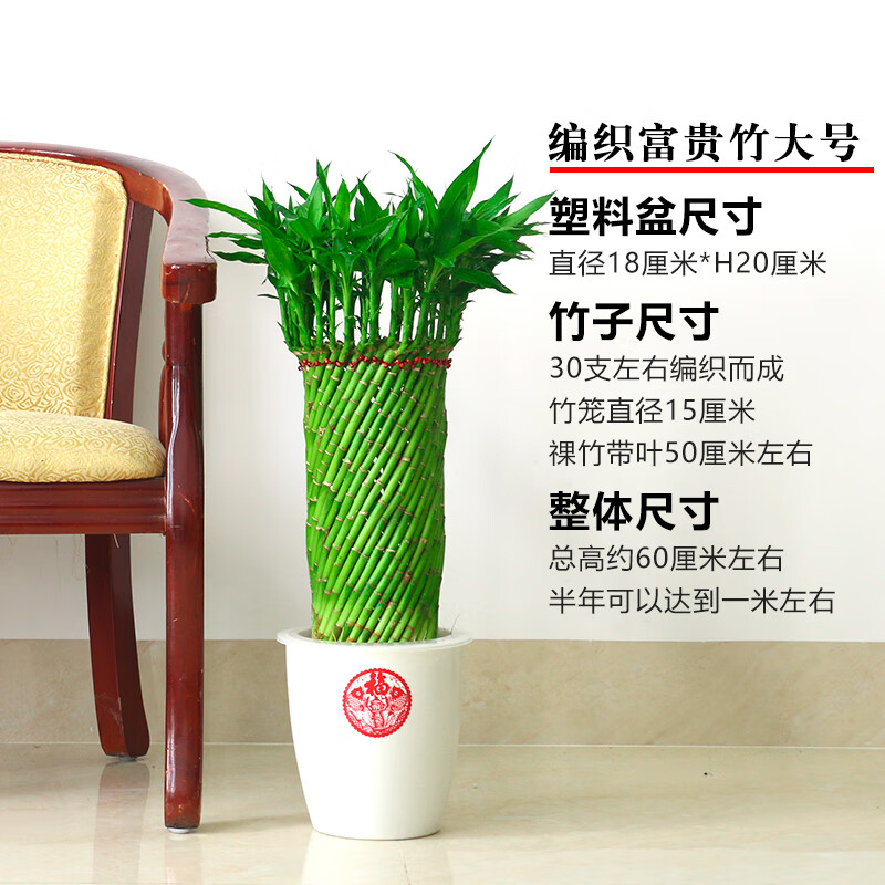 clcey编织富贵竹水培植物花卉水养发财转运竹客厅室内带根盆栽大型