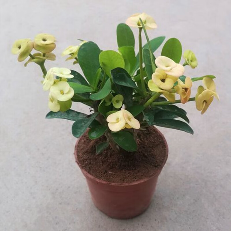 倾颜 黄红虎刺梅铁海棠花苗带花四季开花阳台庭院盆