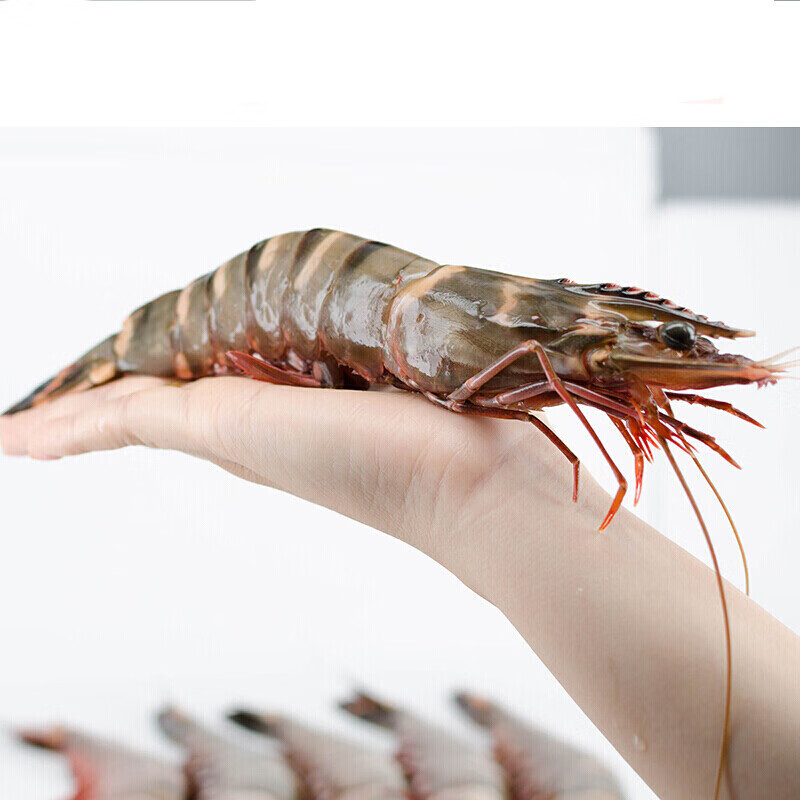 伯贤 新鲜黑虎虾大虾基围虾对虾九节虾生鲜 1kg