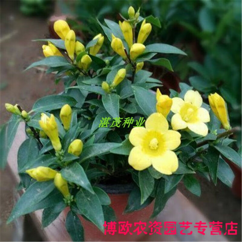 虎头茉莉白茉莉花种子 四季庭院阳台易种易活植物 重瓣香水黄茉莉种子