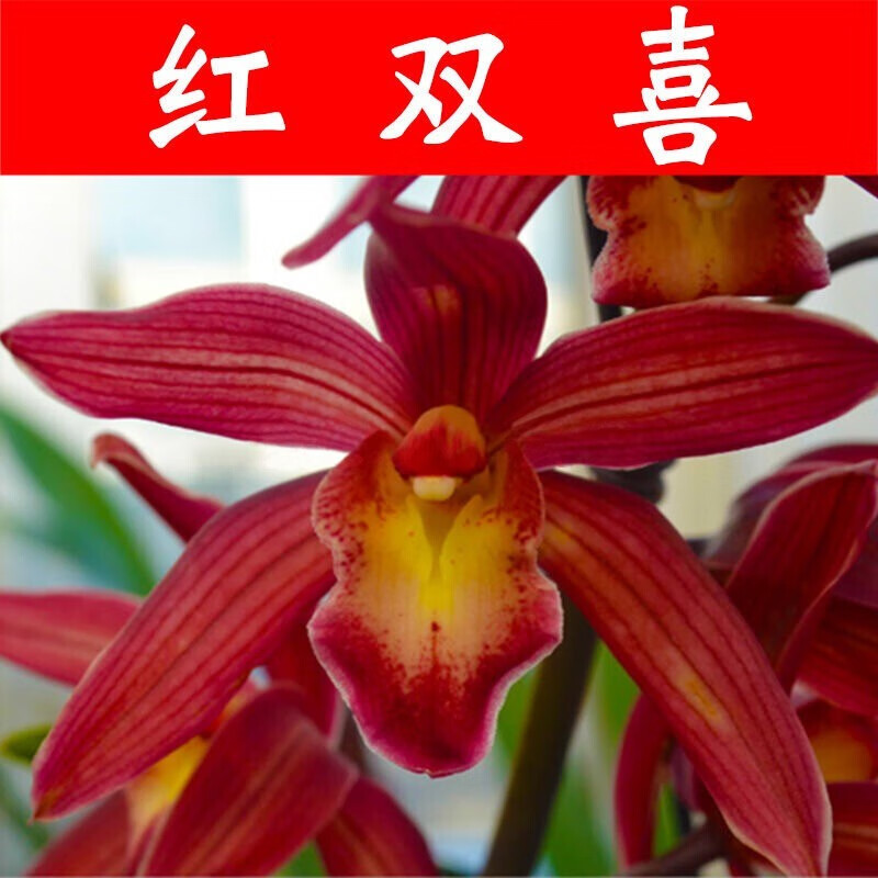 季兰当年开花壮苗满屋飘香室内四季常青花卉盆栽草 5苗连体【红双喜】