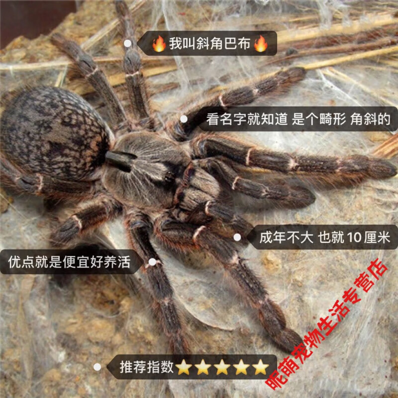 smvp宠物蜘蛛爬宠巴西所罗门金直间智利火红玫瑰橙巴布温顺好养 斜角