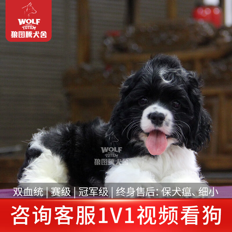 可卡犬纯种美国可卡犬宠物狗双血统级美卡幼犬活体家养宠物狗狗活体