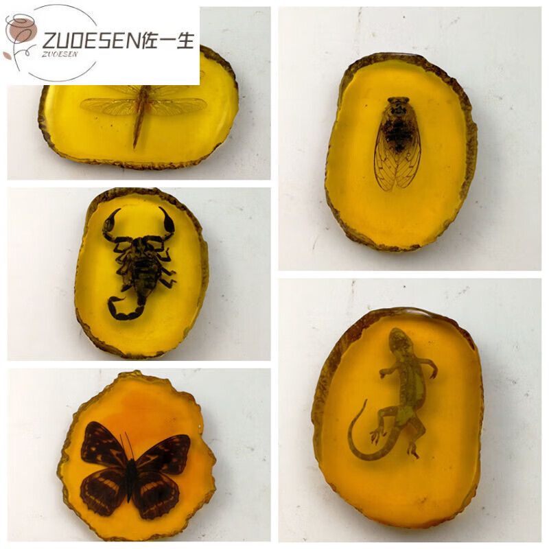 化石原石吊坠 真虫子标本 动物真昆虫带虫 蜻蜓