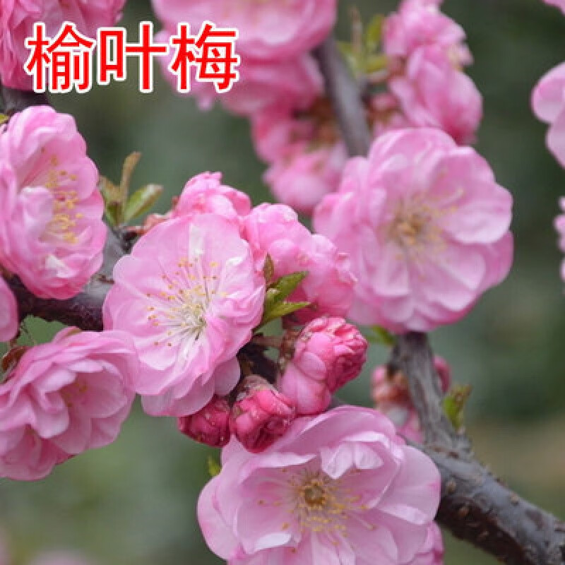 树苗乌梅树梅花盆景绿梅花盆栽梅花树苗庭院种植 榆叶梅【2公分粗】