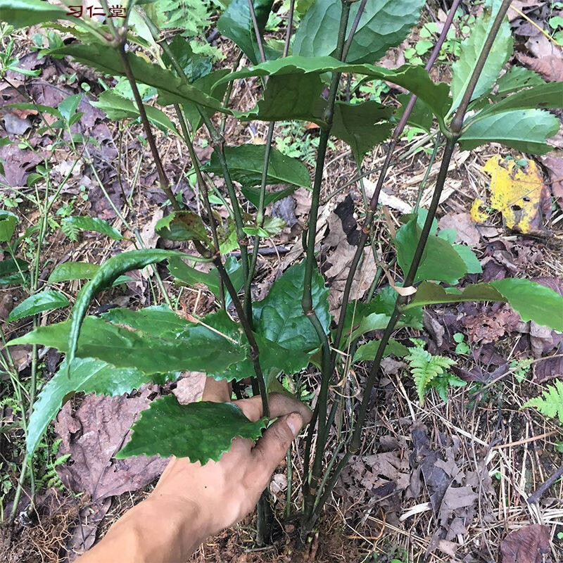 同仁堂原料草珊瑚野生药用九节茶苗肿节风节骨茶满山香观音茶苗批实发