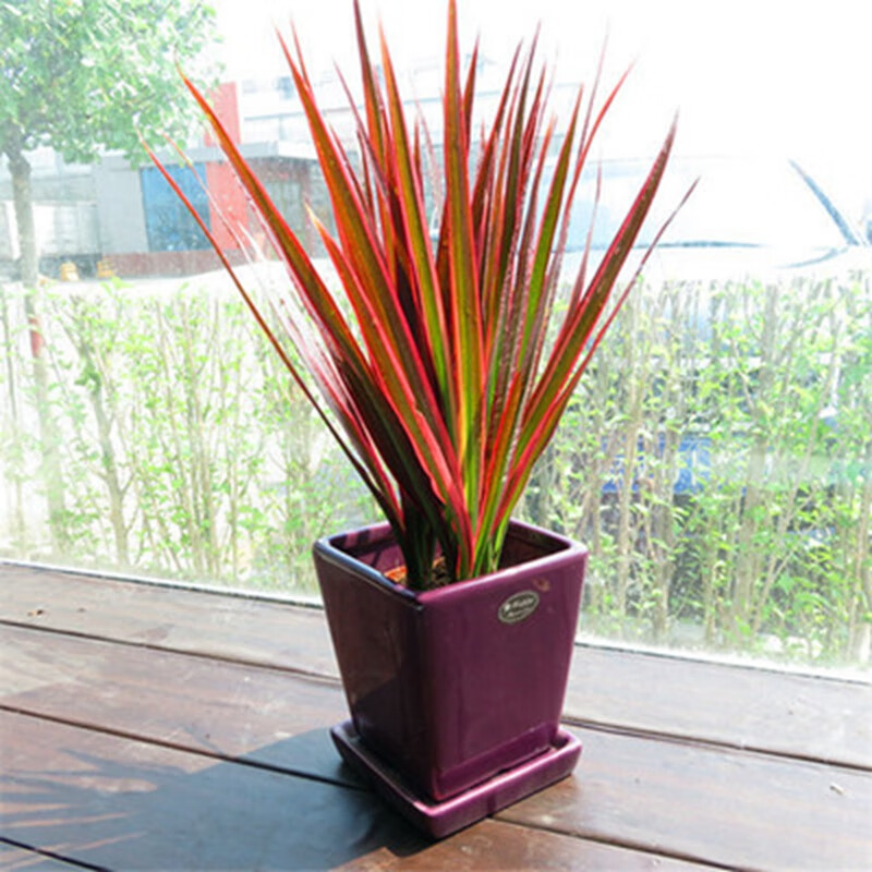 五彩千年木盆栽 三色龙血树 七彩铁红竹观叶植物  不含盆 单棵 40-50