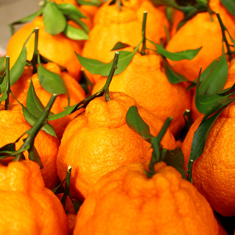 德骊嘉四川不知火丑橘新鲜整箱水果当季粑粑精品丑八怪柑橘耙耙桔子