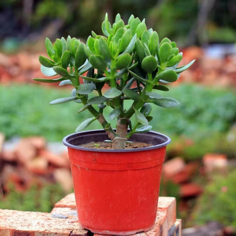 玉树盆栽老桩大叶玉树多肉植物燕子掌万年青室内净化空气绿植花卉 5年