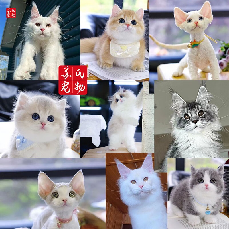 涴喵 【视频选宠】苏氏英短金渐层宠物猫咪活体家养伴侣宠物缅因德文 宠物编号：20566068使用感如何?