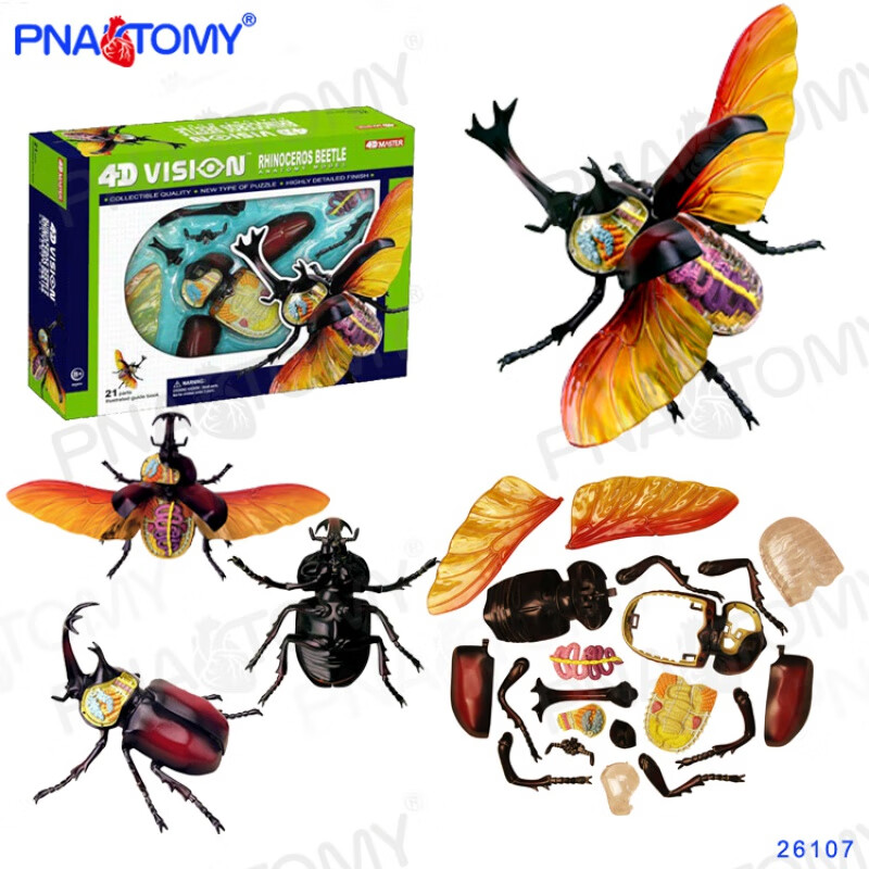 4d master独角仙模型昆虫解剖模型内脏骨骼生物科普模型礼品26017