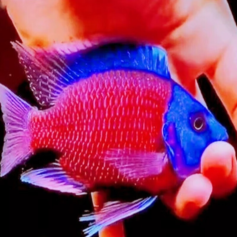 瀚幻蓝面财神鱼大型观赏鱼淡水鱼三湖慈鲷鱼金红龙配鱼活体观赏鱼好养