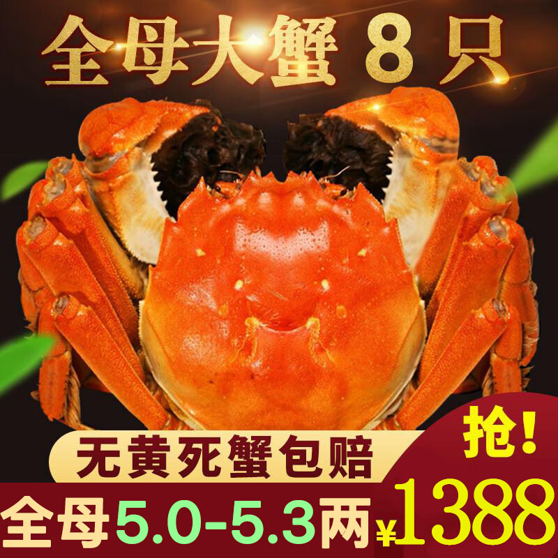 【活蟹】阳澄佳缘大闸蟹 现货鲜活大螃蟹全母蟹 海鲜水产生鲜礼盒 精品全母5.0-5.3两8只