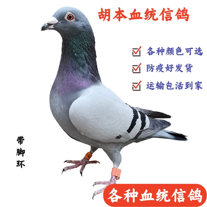 鸽子活一对血统信鸽各种颜色成绩鸽公棚赛鸽种鸽幼鸽一对公母白信